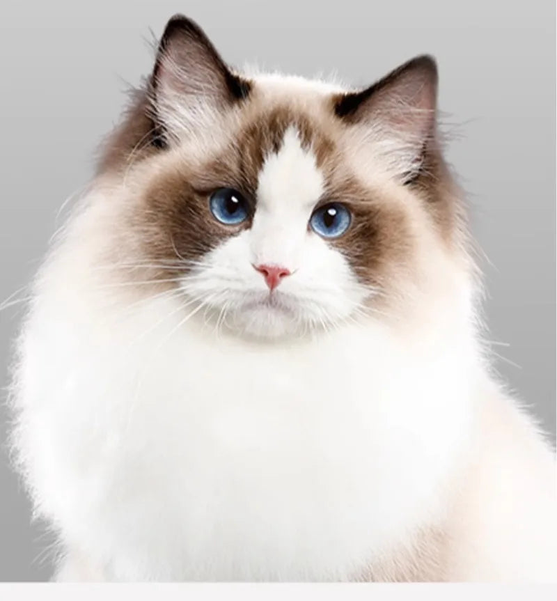 Smart Pet Dryer Cat Automatic Dryer Box Grooming Products Supplies Automatic Temperature Control Beauty Equipment Accessories