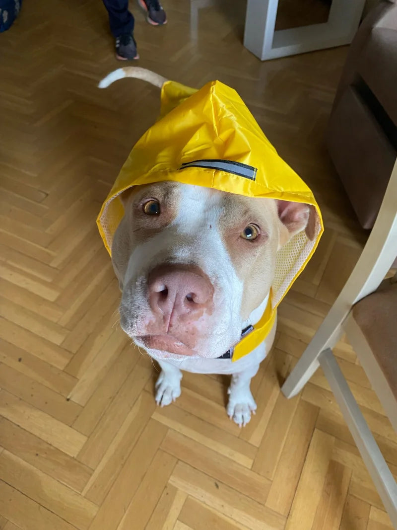 Large Pet Dog Face Raincoat Waterproof Polyester Safety Reflective Stripe Rain Jacket for Golden Retriever Labrador Husky S-6XL